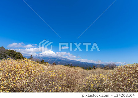 [富士山素材] 從白絲自然公園眺望富士山與三椏花 [靜岡縣] 124208104