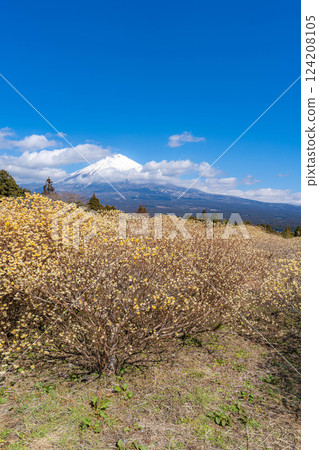 [Mt. Fuji material] Mt. Fuji and Mitsumata flowers as seen from Shiraito Natural Park [Shizuoka Prefecture] 124208105