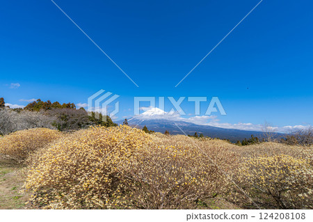 [富士山素材] 從白絲自然公園眺望富士山與三椏花 [靜岡縣] 124208108
