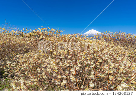 [Mt. Fuji material] Mt. Fuji and Mitsumata flowers as seen from Shiraito Natural Park [Shizuoka Prefecture] 124208127