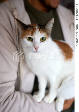 Close-up of a cat face. Portrait of a female kitten. Cat looks curious and alert. Detailed picture of a cats face. Close-up of a cat face. Portrait of a female kitten. Cat looks curious and alert. Detailed picture of a cats face. 124208361