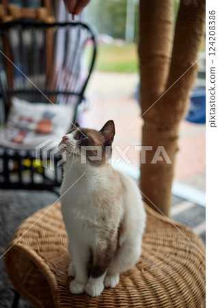 Funny domestic cat climbs up the cat pole. 124208386