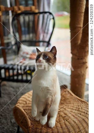 Funny domestic cat climbs up the cat pole. 124208389