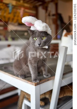 A gray cat in a red knitted hat and scarf sits on a wooden background in New Year's decorations. Gift bag. Christmas with pets. New Year's costume for the cat. A gray cat in a red knitted hat and scarf sits on a wooden background in New Year's decorations. Gift bag. Christmas with pets. New Year's costume for the cat. 124208391