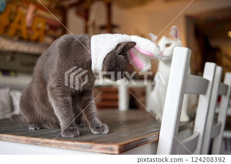 A gray cat in a red knitted hat and scarf sits on a wooden background in New Year's decorations. Gift bag. Christmas with pets. New Year's costume for the cat. 124208392