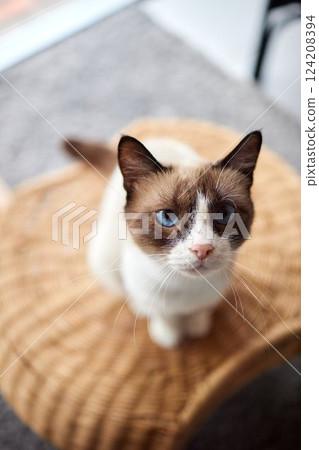 Funny domestic cat climbs up the cat pole. Funny domestic cat climbs up the cat pole. 124208394