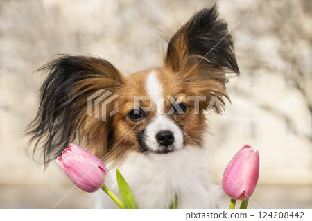 Red Chihuahua Papillon Toy Spaniel with Pink Tulips. Spring Photoshoot 124208442