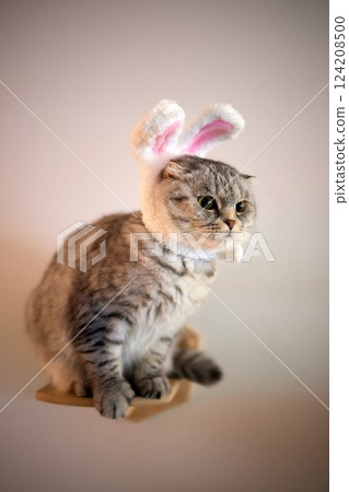 A gray cat in a red knitted hat and scarf sits on a wooden background in New Year's decorations. Gift bag. Christmas with pets. New Year's costume for the cat. 124208500