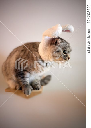 A gray cat in a red knitted hat and scarf sits on a wooden background in New Year's decorations. Gift bag. Christmas with pets. New Year's costume for the cat. A gray cat in a red knitted hat and scarf sits on a wooden background in New Year's decorations. Gift bag. Christmas with pets. New Year's costume for the cat. 124208501