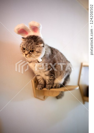A gray cat in a red knitted hat and scarf sits on a wooden background in New Year's decorations. Gift bag. Christmas with pets. New Year's costume for the cat. A gray cat in a red knitted hat and scarf sits on a wooden background in New Year's decorations. Gift bag. Christmas with pets. New Year's costume for the cat. 124208502