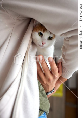 Close-up of a cat face. Portrait of a female kitten. Cat looks curious and alert. Detailed picture of a cats face. Close-up of a cat face. Portrait of a female kitten. Cat looks curious and alert. Detailed picture of a cats face. 124208503