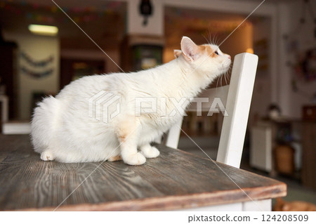 Beautiful cat in living room at home 124208509