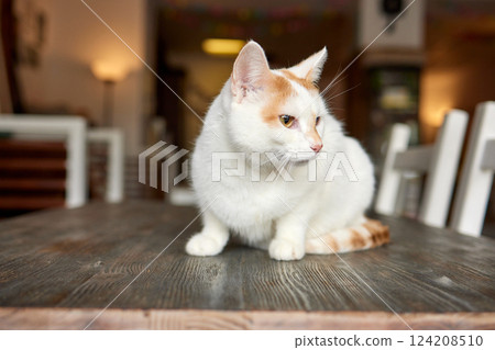 Beautiful cat in living room at home 124208510
