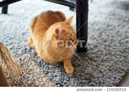 Funny domestic cat climbs up the cat pole. 124208518