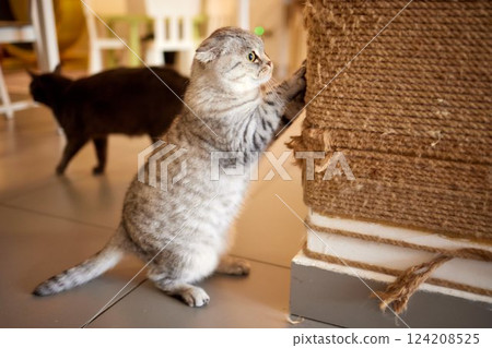 Funny domestic cat climbs up the cat pole. 124208525