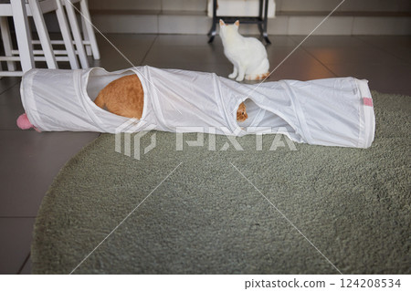 Cat Framed and Alert in Cat Tunnel Toy. Cat Framed and Alert in Cat Tunnel Toy. 124208534