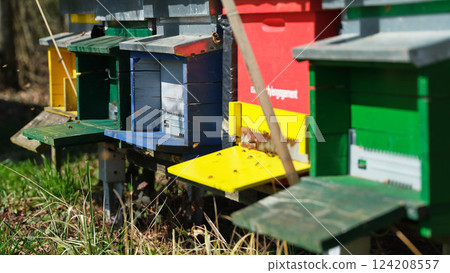 Colorful beehives in a lush garden showcasing bee activity during a sunny afternoon 124208557