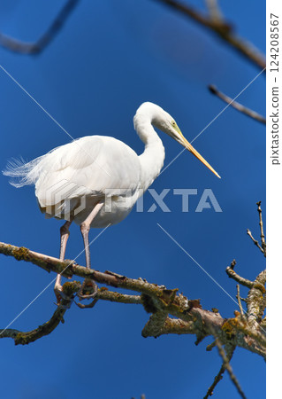 Elegant white bird perched on a branch against a bright blue sky in a serene natural setting Elegant white bird perched on a branch against a bright blue sky in a serene natural setting 124208567