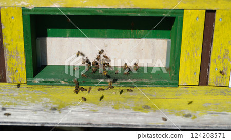 Bees actively entering and leaving a colorful hive during a sunny day in a garden setting Bees actively entering and leaving a colorful hive during a sunny day in a garden setting 124208571