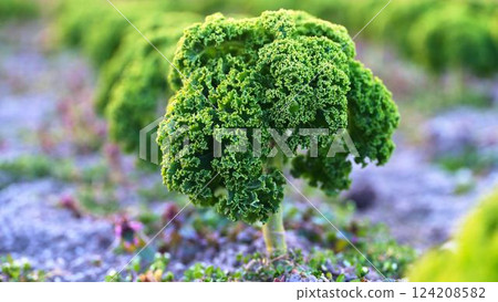 Fresh green curly kale growing in a vibrant farm field during early morning light Fresh green curly kale growing in a vibrant farm field during early morning light 124208582