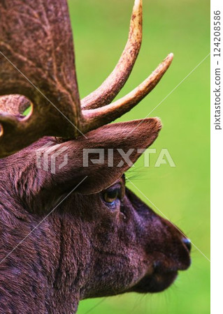 Majestic stag captured close-up in a lush green natural habitat during daylight hours Majestic stag captured close-up in a lush green natural habitat during daylight hours 124208586