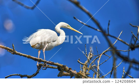 White heron perches on a branch against a clear blue sky during the afternoon sun White heron perches on a branch against a clear blue sky during the afternoon sun 124208604