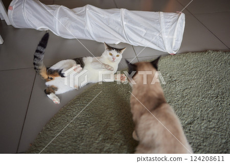 Cat Framed and Alert in Cat Tunnel Toy. 124208611