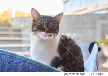 cute cat laying in wall glass mounted bed. cute cat laying in wall glass mounted bed. 124208643