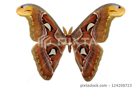 The Saturnia Attacus atlas moth is displayed in isolation, revealing its intricate wing designs and rich color palette. This remarkable specimen highlights the beauty of moths. 124208723