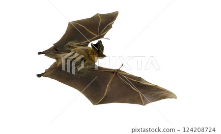 A close-up view of a stuffed Cynopterus minutus bat, highlighting its delicate wings and facial structure, presented in isolation for study and appreciation of its anatomy. 124208724
