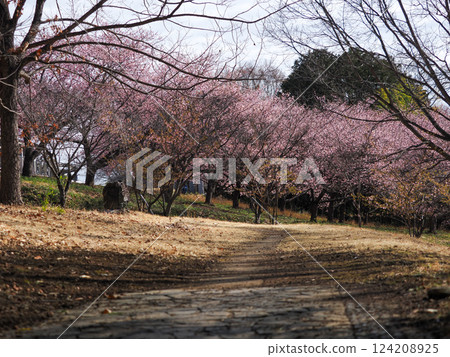 A stroll along a spring path with cherry blossoms in bloom and a serene landscape 124208925