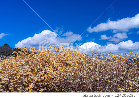 [Mt. Fuji material] Mt. Fuji and Mitsumata flowers as seen from Shiraito Natural Park [Shizuoka Prefecture] 124209283