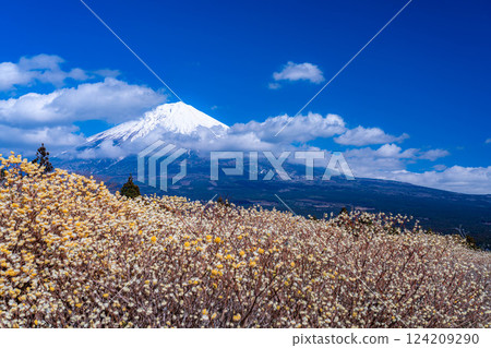 [Mt. Fuji material] Mt. Fuji and Mitsumata flowers as seen from Shiraito Natural Park [Shizuoka Prefecture] 124209290