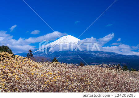 [Mt. Fuji material] Mt. Fuji and Mitsumata flowers as seen from Shiraito Natural Park [Shizuoka Prefecture] 124209293