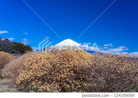 [Mt. Fuji material] Mt. Fuji and Mitsumata flowers as seen from Shiraito Natural Park [Shizuoka Prefecture] 124209300