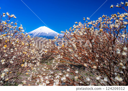 [Mt. Fuji material] Mt. Fuji and Mitsumata flowers as seen from Shiraito Natural Park [Shizuoka Prefecture] 124209312