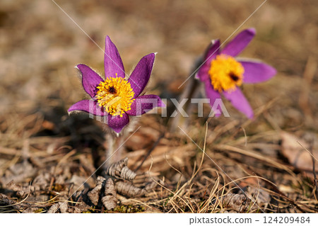 Purple and yellow greater pasque flower - Pulsatilla grandis - growing in dry grass, sun shines on, close up detail Purple and yellow greater pasque flower - Pulsatilla grandis - growing in dry grass, sun shines on, close up detail 124209484
