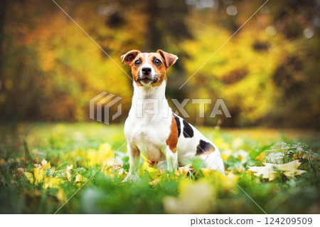 Small Jack Russell terrier sitting on meadow in autumn, yellow and orange blurred trees background Small Jack Russell terrier sitting on meadow in autumn, yellow and orange blurred trees background 124209509