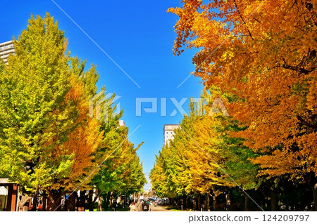 A row of ginkgo trees in Nakajima Park, Sapporo 124209797