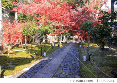 Autumn leaves in Kyoto: famous spots for autumn leaves, little-known spots for autumn leaves: Rokuo-in Temple Autumn leaves in Kyoto: famous spots for autumn leaves, little-known spots for autumn leaves: Rokuo-in Temple 124209985