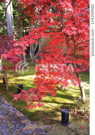 Autumn leaves in Kyoto: famous spots for autumn leaves, little-known spots for autumn leaves: Rokuo-in Temple Autumn leaves in Kyoto: famous spots for autumn leaves, little-known spots for autumn leaves: Rokuo-in Temple 124209988