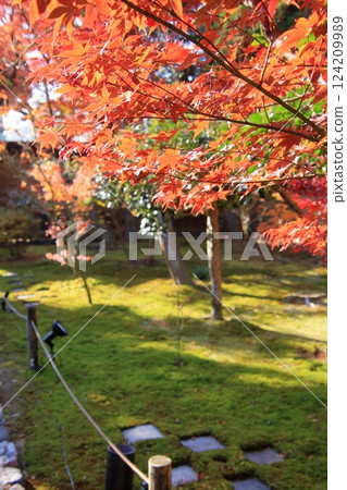 Autumn leaves in Kyoto: famous spots for autumn leaves, little-known spots for autumn leaves: Rokuo-in Temple Autumn leaves in Kyoto: famous spots for autumn leaves, little-known spots for autumn leaves: Rokuo-in Temple 124209989