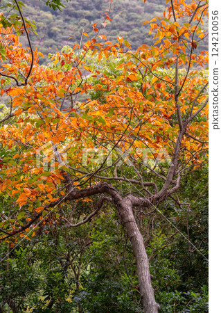 The changing colors of the Yakushima long-tailed maple trees in the forests of Yakushima, a World Natural Heritage Site The changing colors of the Yakushima long-tailed maple trees in the forests of Yakushima, a World Natural Heritage Site 124210056