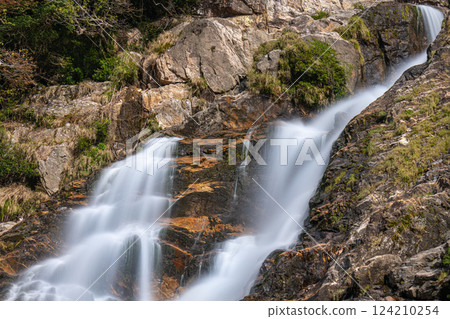 Elegant Okawa Falls, one of Japan's top 100 waterfalls, Yakushima National Park (Autumn) 124210254