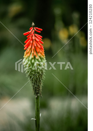 Kniphophia Uvaria. Orange yellow Torch Lily blooming plant. Red Hot Poker flowering in spring garden. Single beautiful exotic flower bud in forest. 124210280