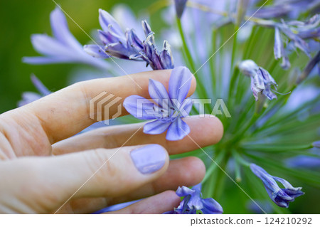 Lily of Nile flower (Agapanthus africanus hybrids species) - blue-flowered perennial flowers blooming. Summer garden. Lilac blue flower in female hand Lily of Nile flower (Agapanthus africanus hybrids species) - blue-flowered perennial flowers blooming. Summer garden. Lilac blue flower in female hand 124210292
