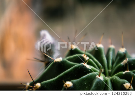 Round large prickly cactus close-up with fluffy closed bud unopened flower. Echinopsis tubiflora cactuses on blurred background. Areoles of big cacti. Round large prickly cactus close-up with fluffy closed bud unopened flower. Echinopsis tubiflora cactuses on blurred background. Areoles of big cacti. 124210293