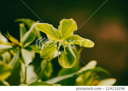 Helleborus Foetidus green buttercup, frost wild flowers grow in spring garden. A primary green flowers cluster in bloom. Springtime nature awaking. Helleborus Foetidus green buttercup, frost wild flowers grow in spring garden. A primary green flowers cluster in bloom. Springtime nature awaking. 124210296