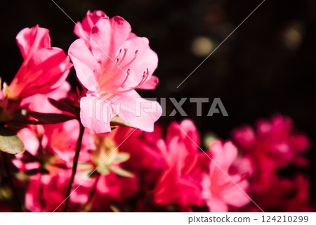 Bright pink azalea blooms in spring garden. Close up azaleas full bloom in springtime. Rhododendron flowers blooming in a formal garden. Floriculture. 124210299