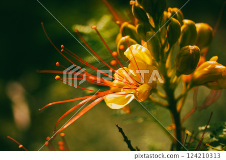 Erythrostemon gilliesii known also as bird of paradise. Exotic red flower with yellow petals, stamens. Summer nature Wild flower Caesalpinia gilliesii Erythrostemon gilliesii known also as bird of paradise. Exotic red flower with yellow petals, stamens. Summer nature Wild flower Caesalpinia gilliesii 124210313